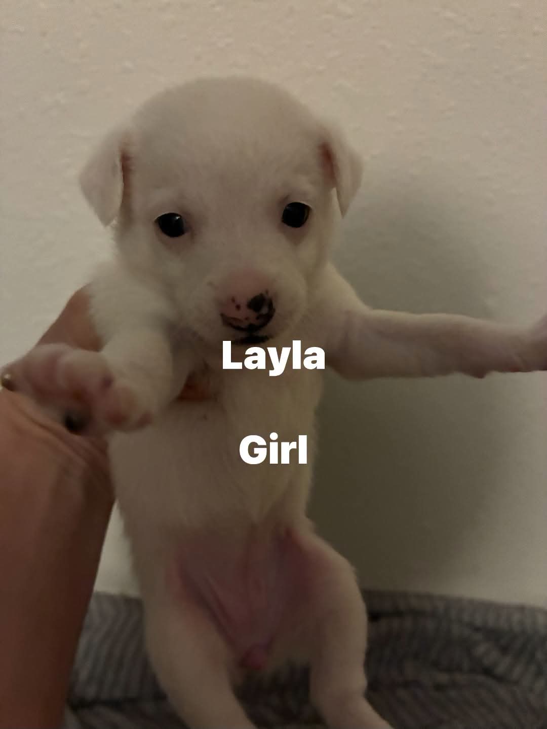 Layla ADOPTION PENDING