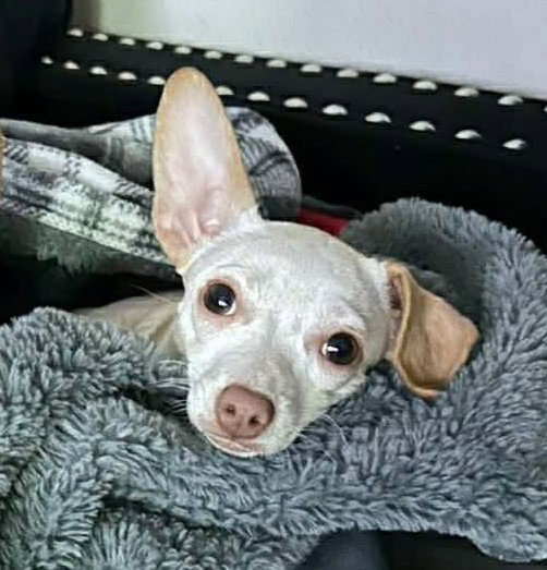 Suki