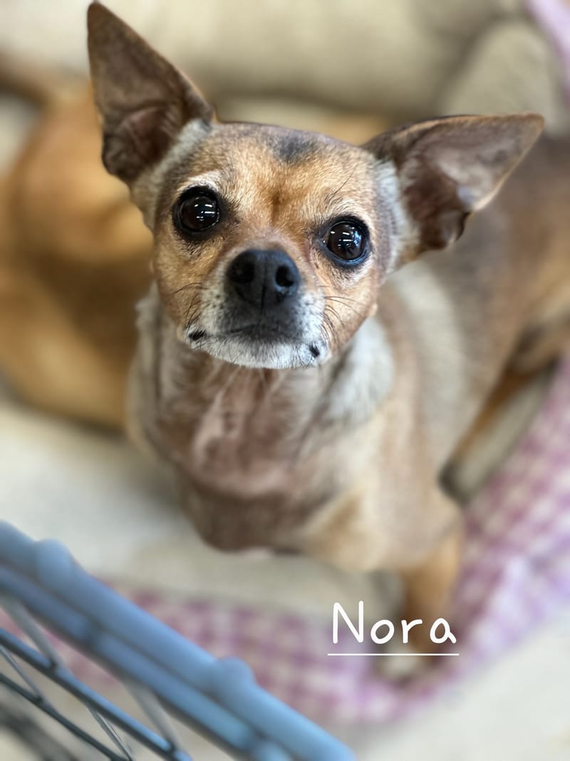 Meet and Greet at Petco