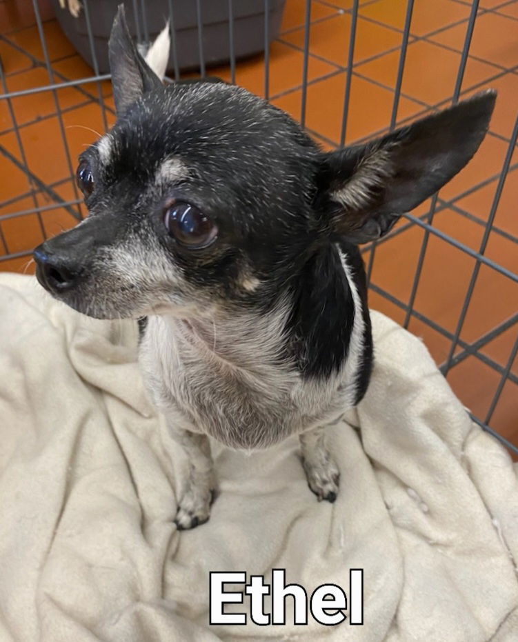 Meet and Greet at Pet Vet Market