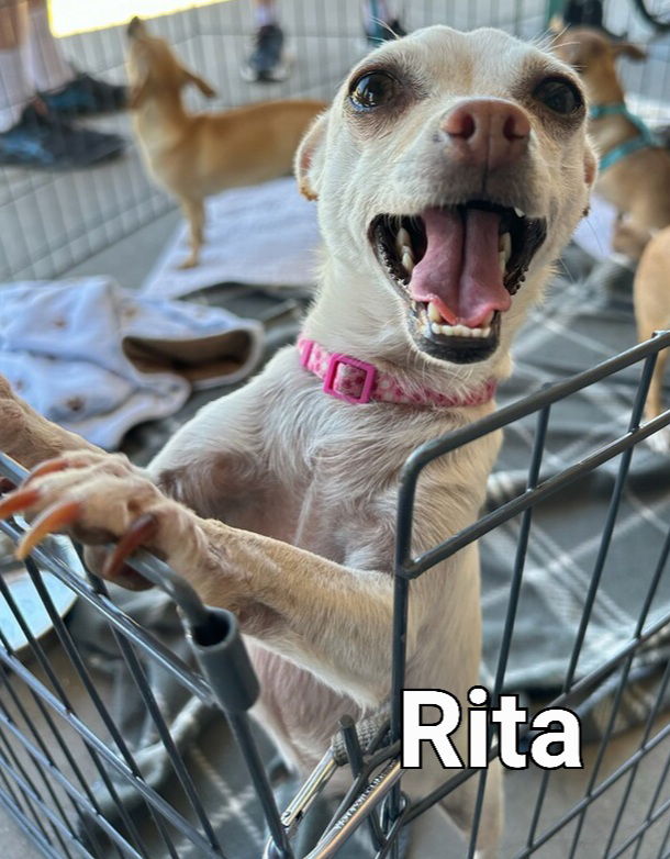 Meet and Greet at Petco - Copy