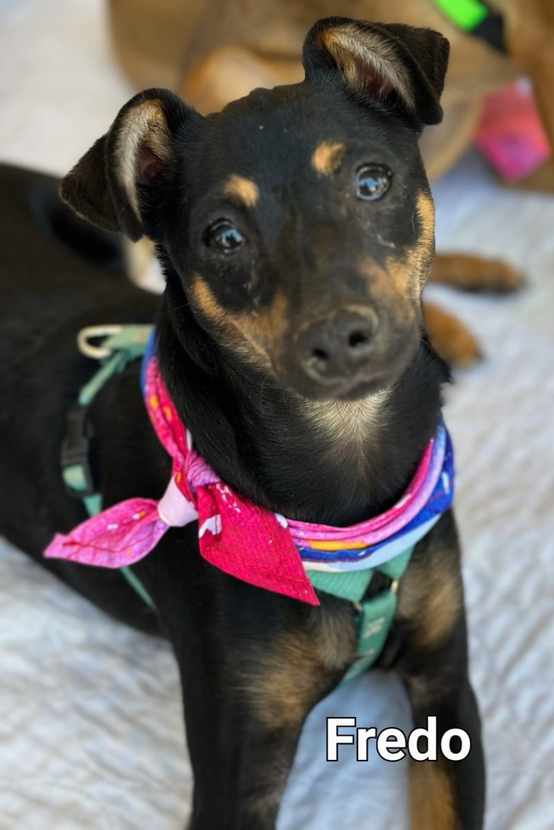 Meet and Greet at Petco - Copy