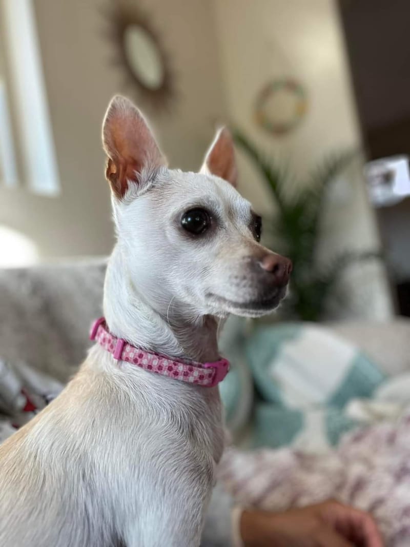 Meet and Greet at Pet Vet Market