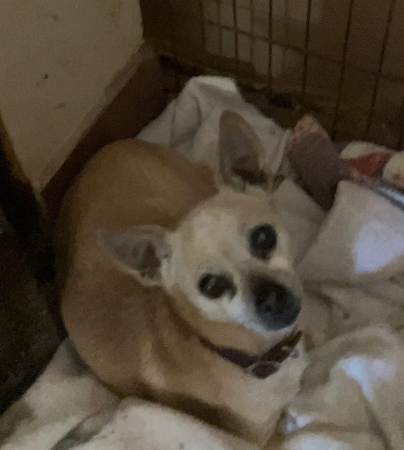 Meet and Greet at Petco