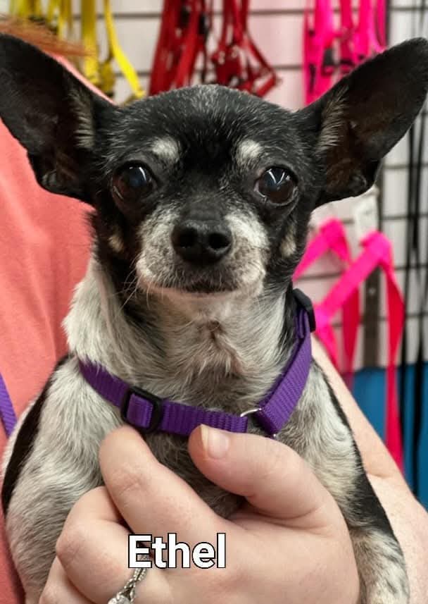 Ethel Red Dog Farm DBA Enchantment Chihuahua Rescue