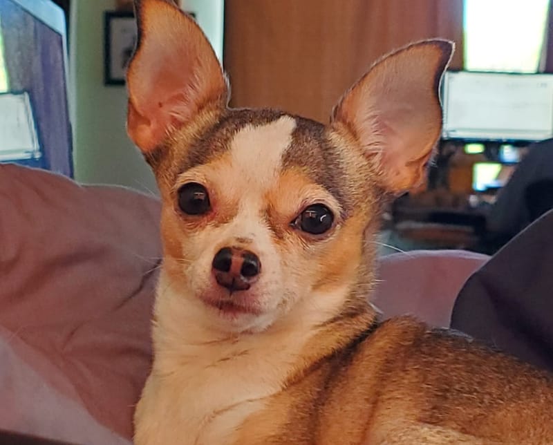 What we do before adoption