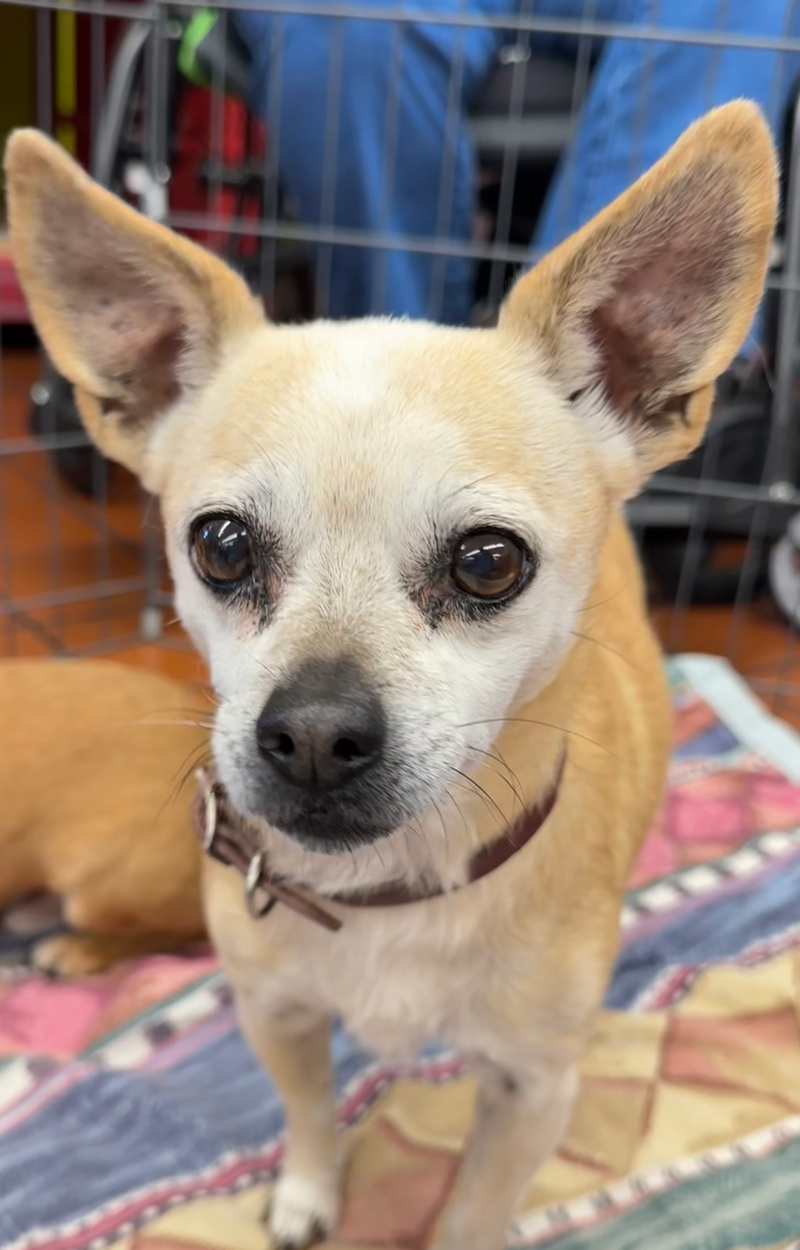 Adoption event at Petco