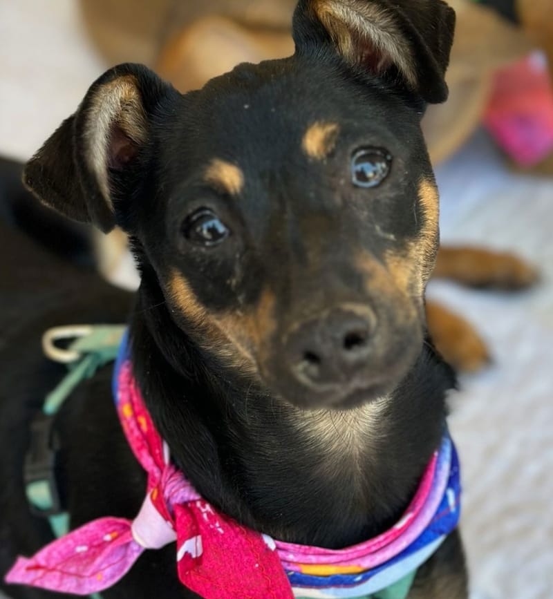 Adoption event at Petco