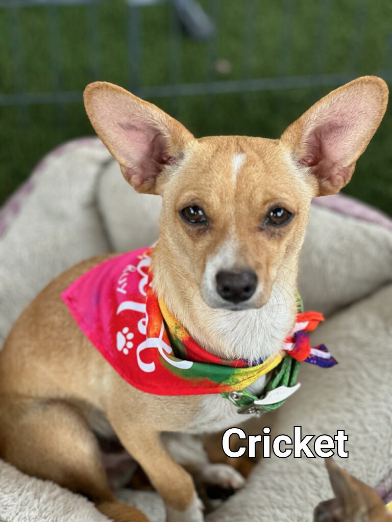 February 2025: Cricket ADOPTED