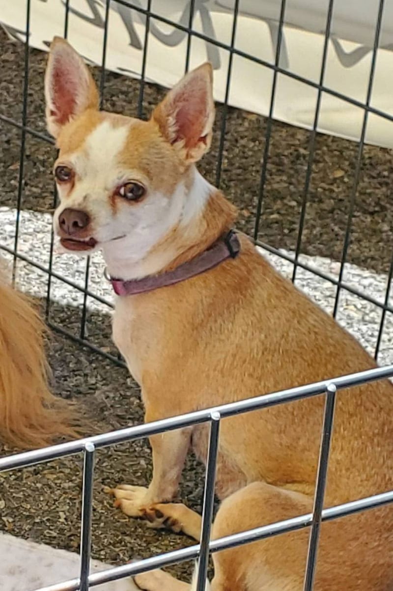Adoption event at Petco