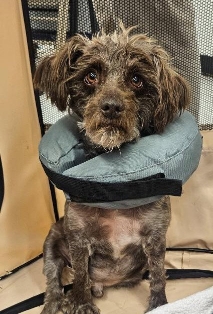 March 2025: Ralphie ADOPTED