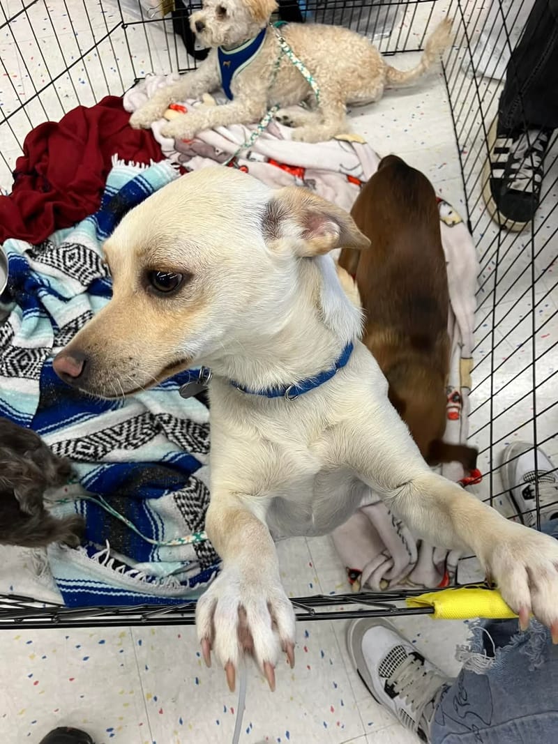 Adoption event at Pet Vet Market