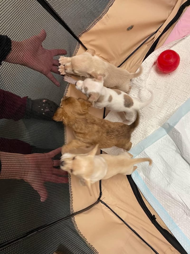 Adoption event at Petco