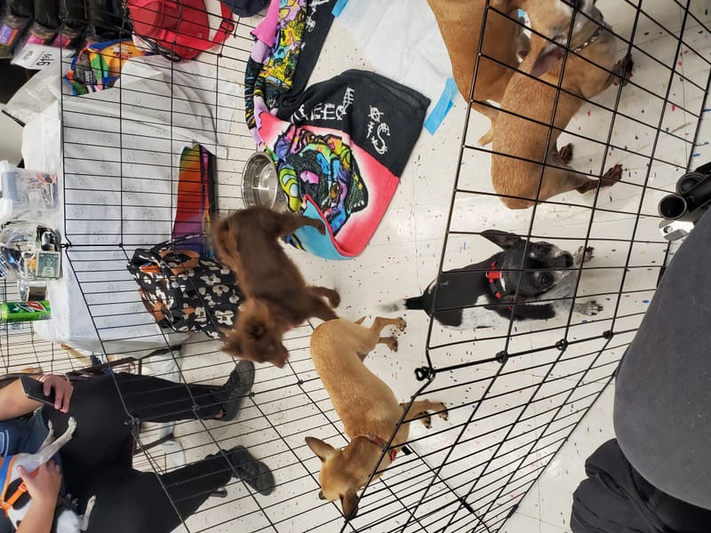 Adoption event at Petco