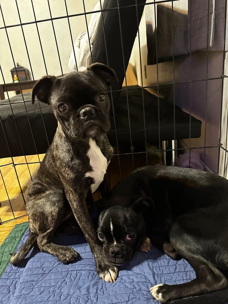 Adoption event at Petco