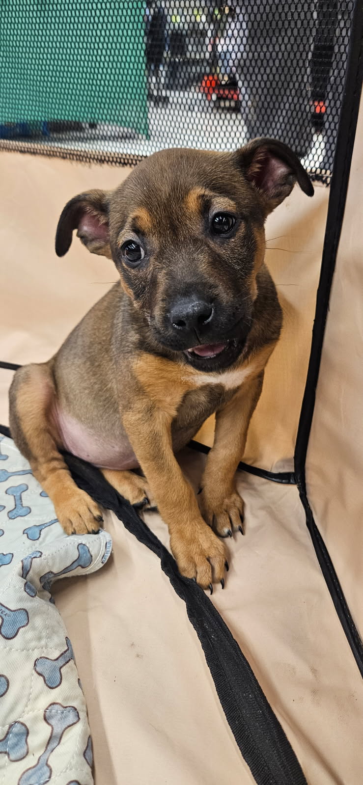 Adoption event at Petco