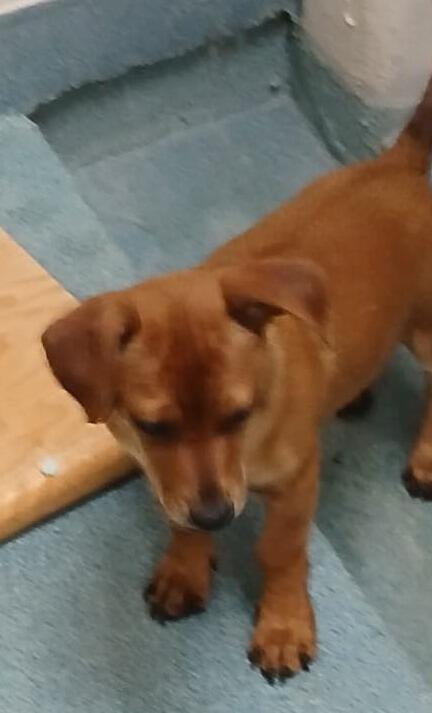 Adoption event at Petco