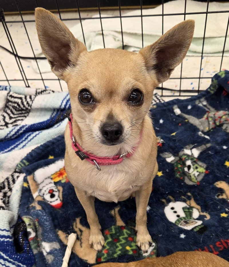 Adoption event at Petco