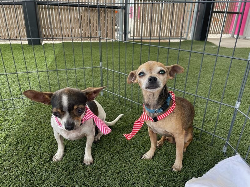 Senior Adoption Event