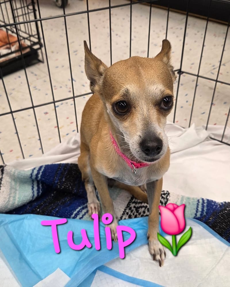 Adoption event at Petco