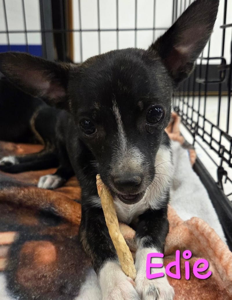 Adoption event at Petco