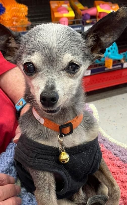 Adoption event at Petco