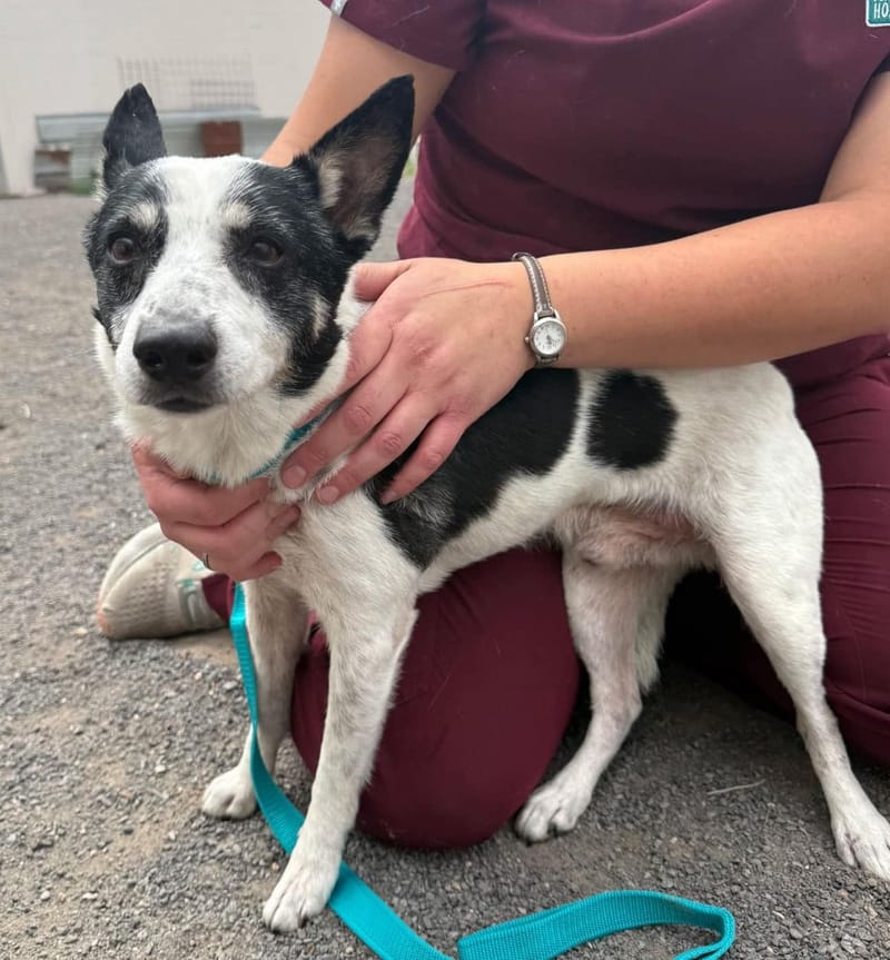 Adoption event at Petco