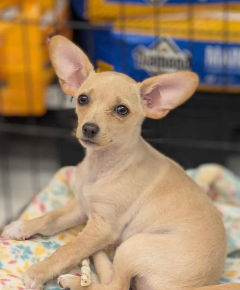 Adoption event at Petco