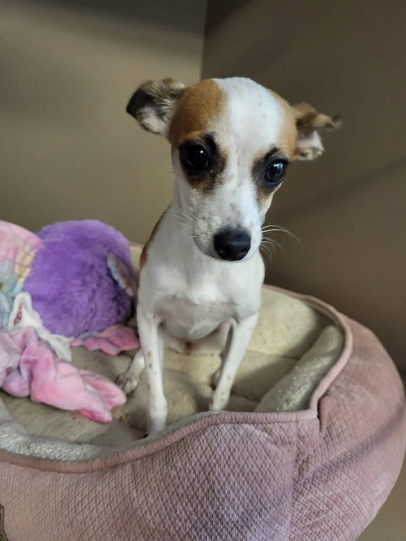 Meet and Greet at Pet Vet Market