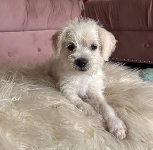 Adoption event at Petco