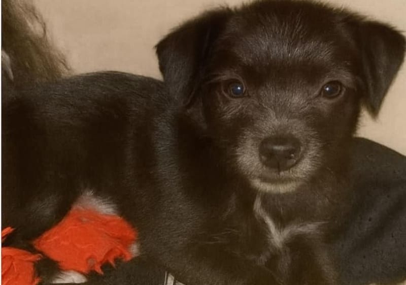 Adoption event at Petco