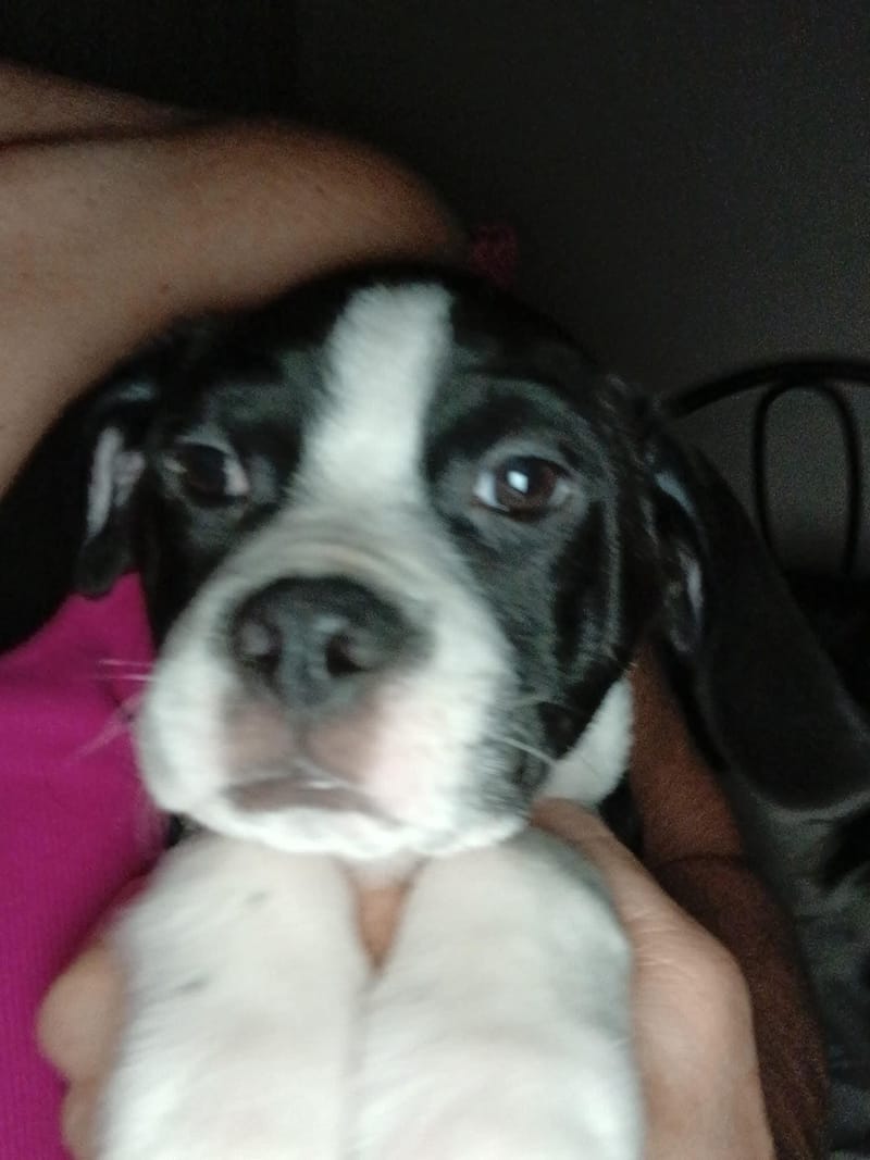 Adoption event at Petco