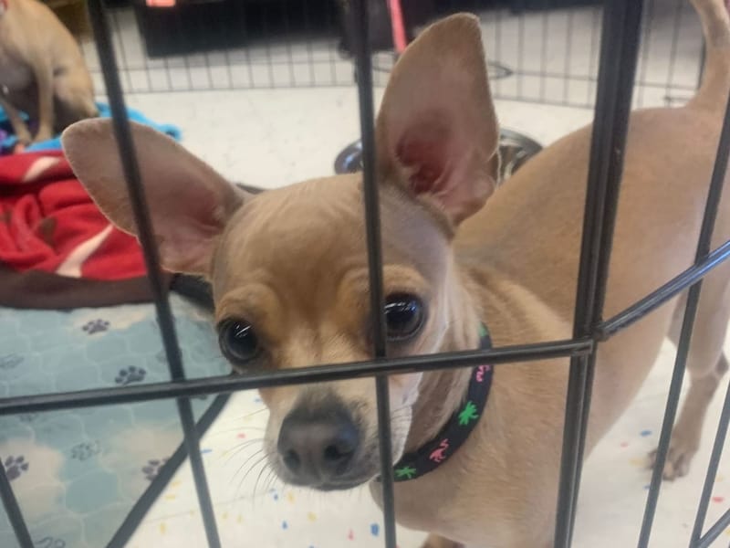 Meet and Greet at Pet Vet Market