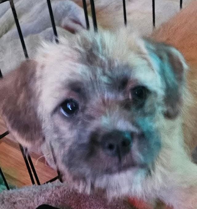 Adoption event at Petco