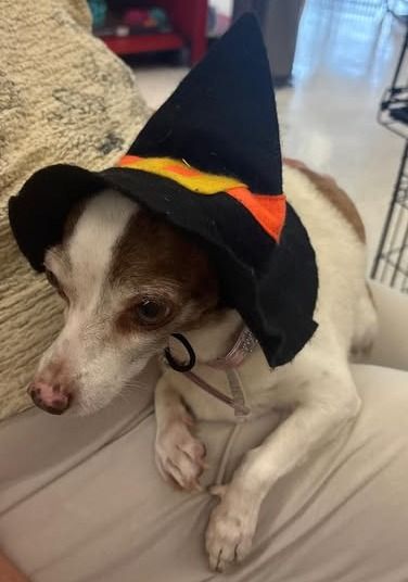 October 2025: Ginger Spice ADOPTED