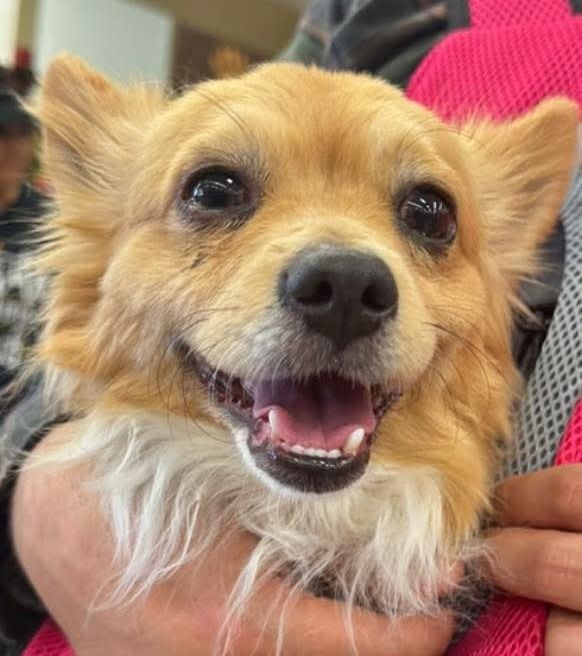 November 2025: Chewbacca ADOPTED