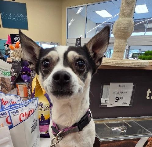 Meet and Greet at Pet Vet Market