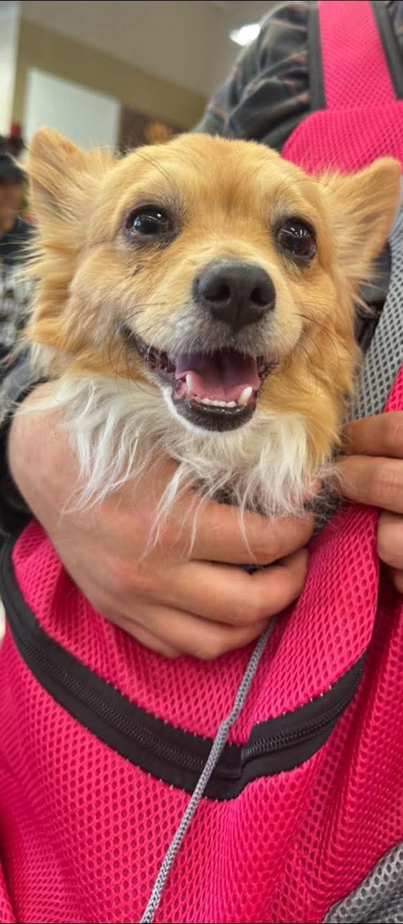 Adoption event at Petco