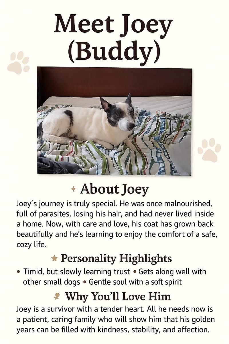 Adoption event at Petco