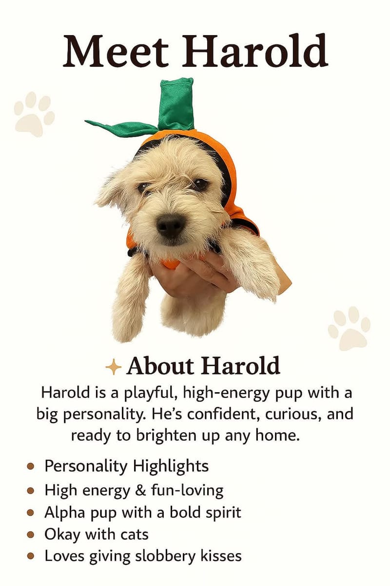 Adoption event at Petco