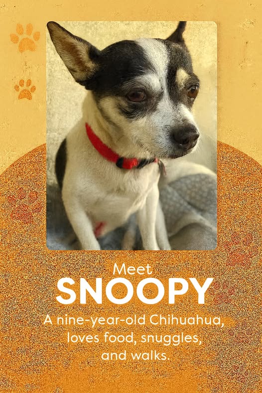 Adoption event at Petco