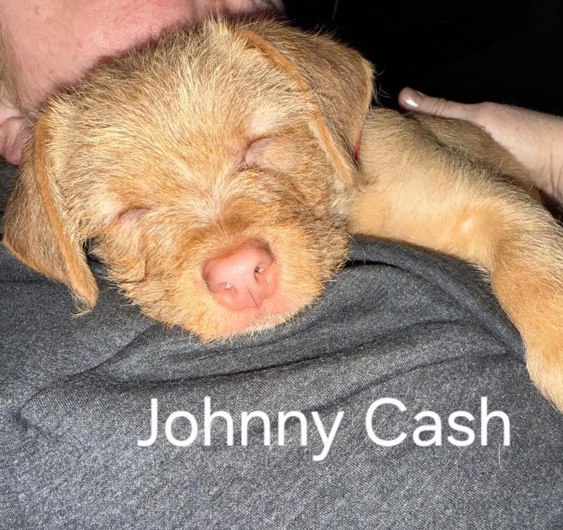 January 2026: Johnny Cash ADOPTED