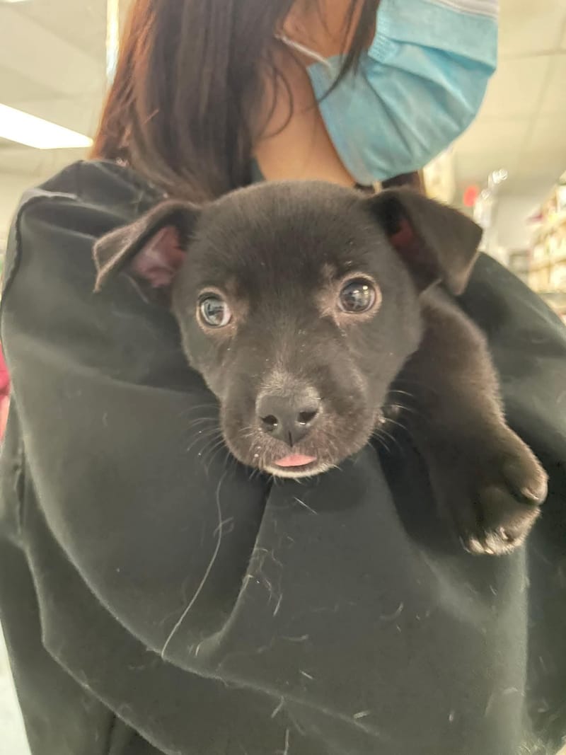 Adoption event at Petco