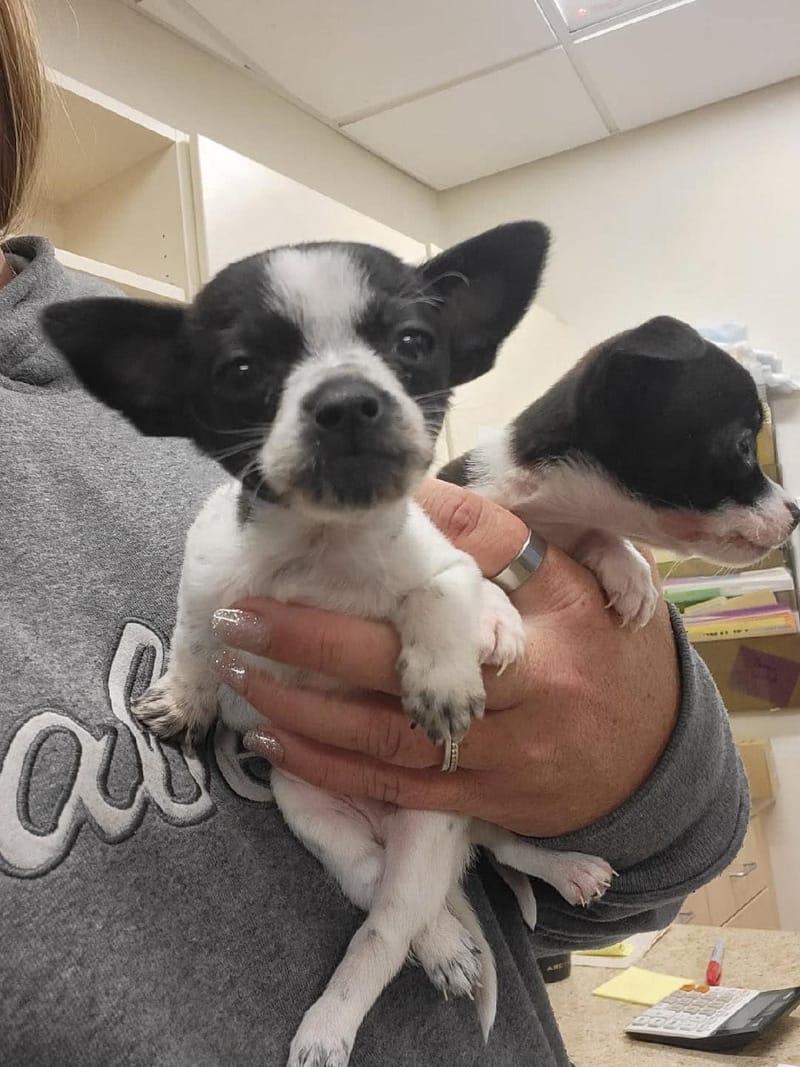 Adoption event at Petco