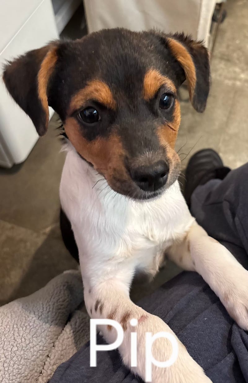 Adoption event at Petco