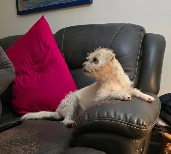 Adoption event at Petco