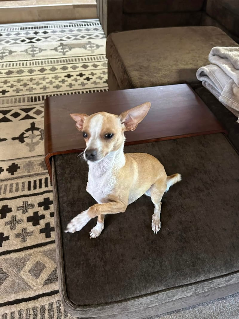 Adoption event at Petco