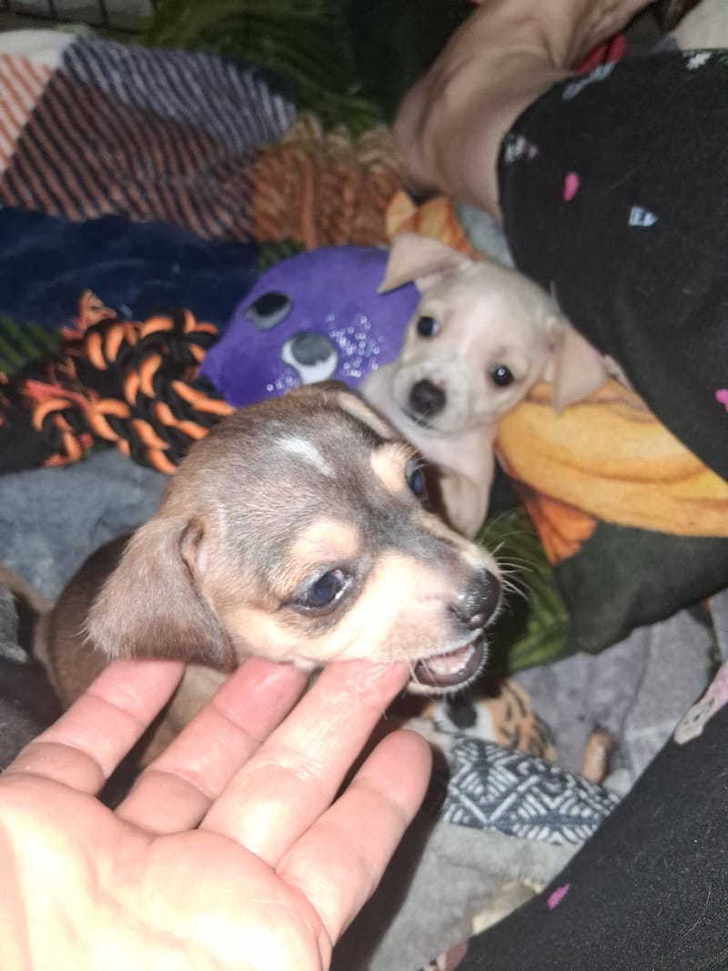 Adoption event at Petco