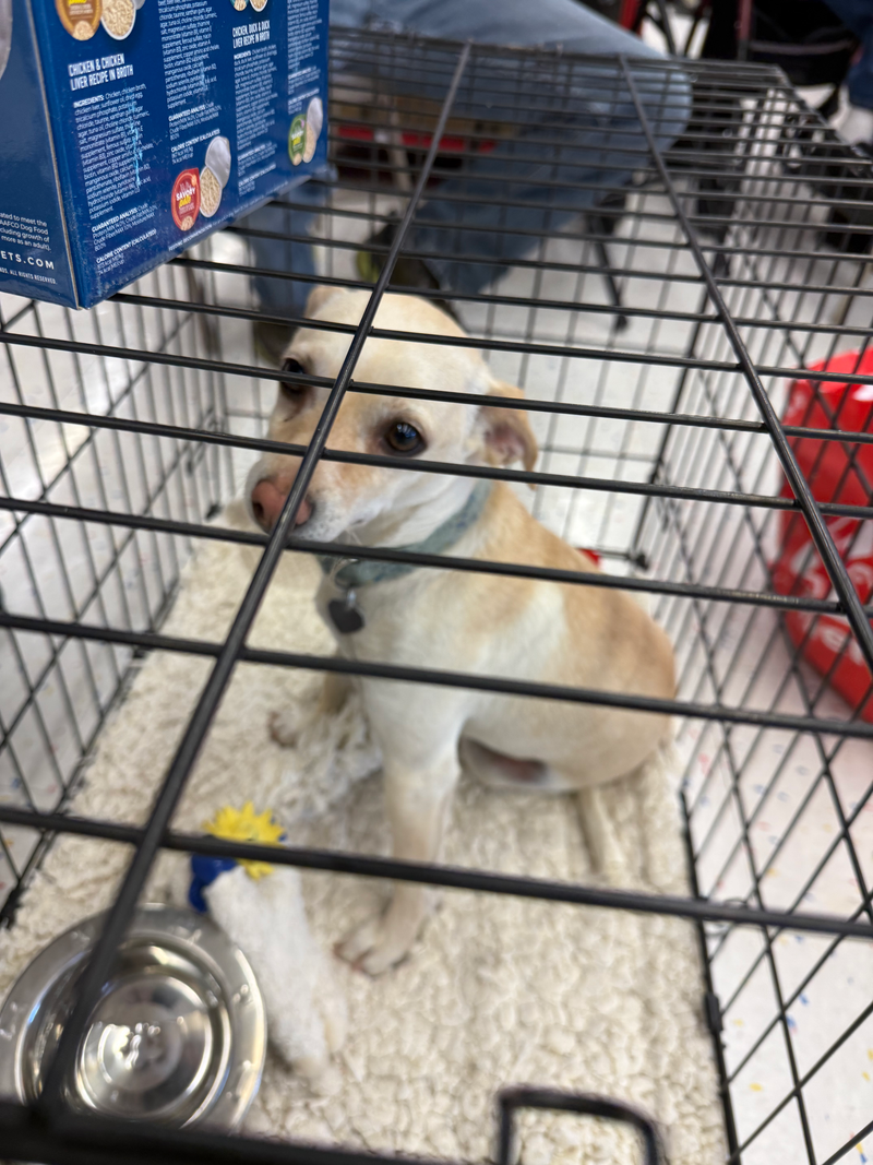 Adoption event at Petco