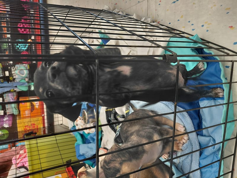 Adoption event at Petco